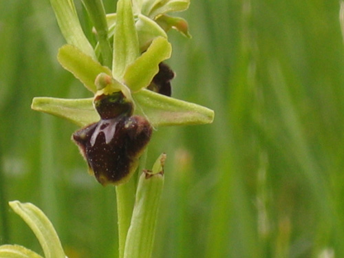  L'Ophrys araneola, petite orchidée sauvage, passe facilement inaperçue dans l'herbe.